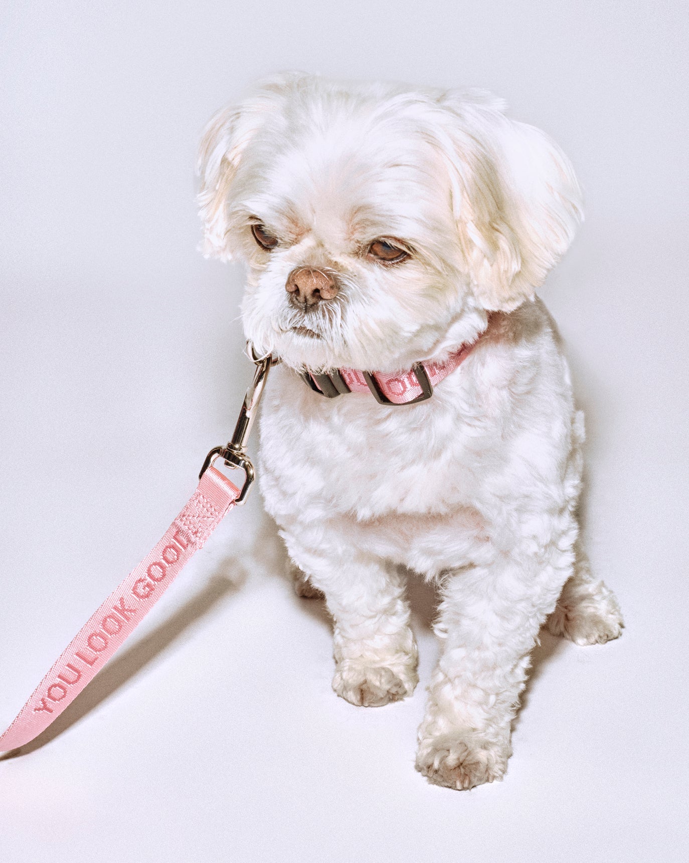 SRC_046F58E7214F108E You Look Good Collar