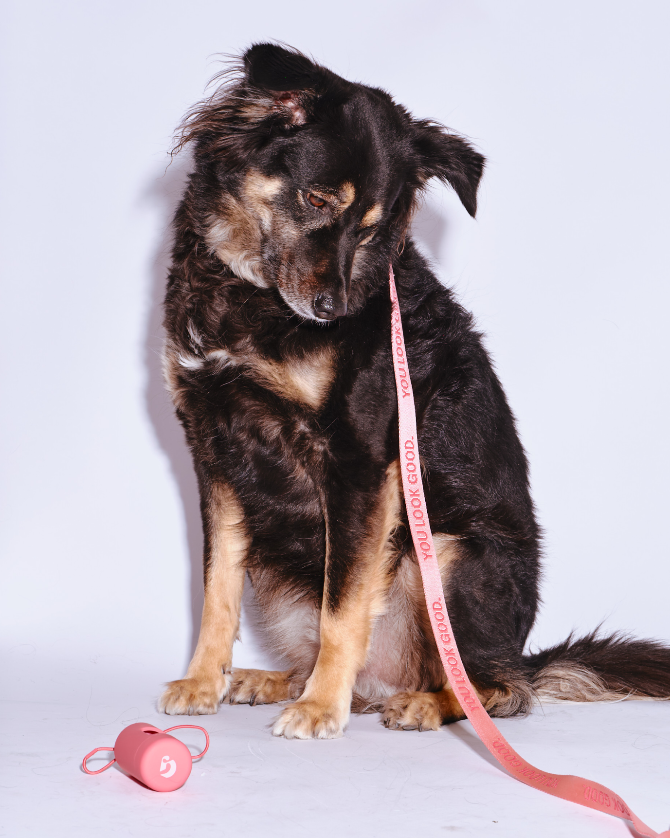 SRC_1DC750D2D06A8410 You Look Good Pet Set
