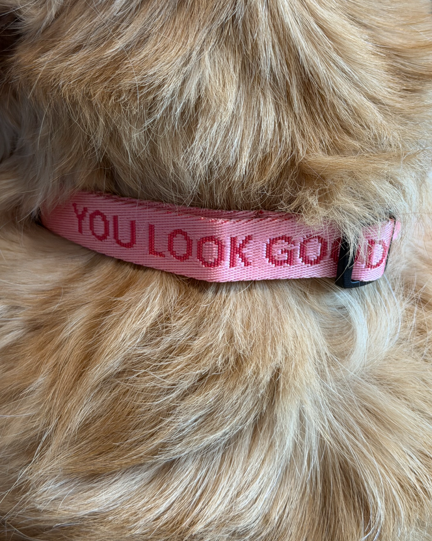 SRC_DDC891F4EBFC70D6 You Look Good Pet Set
